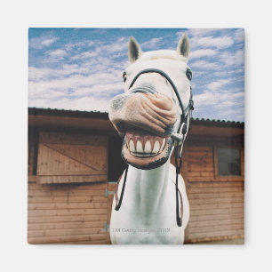 Close-up of Horse with Mouth Open Magnet