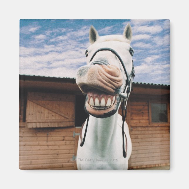 Close-up of Horse with Mouth Open Magnet (Front)