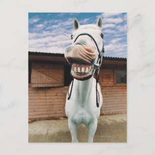 Close-up of Horse with Mouth Open Postcard