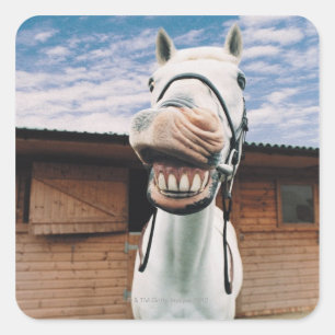 Close-up of Horse with Mouth Open Square Sticker