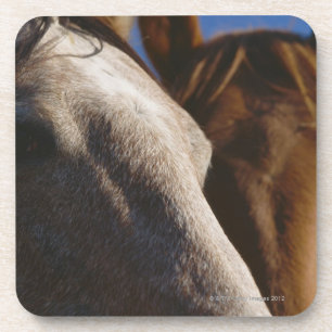 Close Up of Horses Coaster