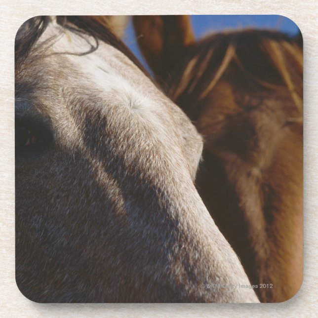 Close Up of Horses Coaster (Front)