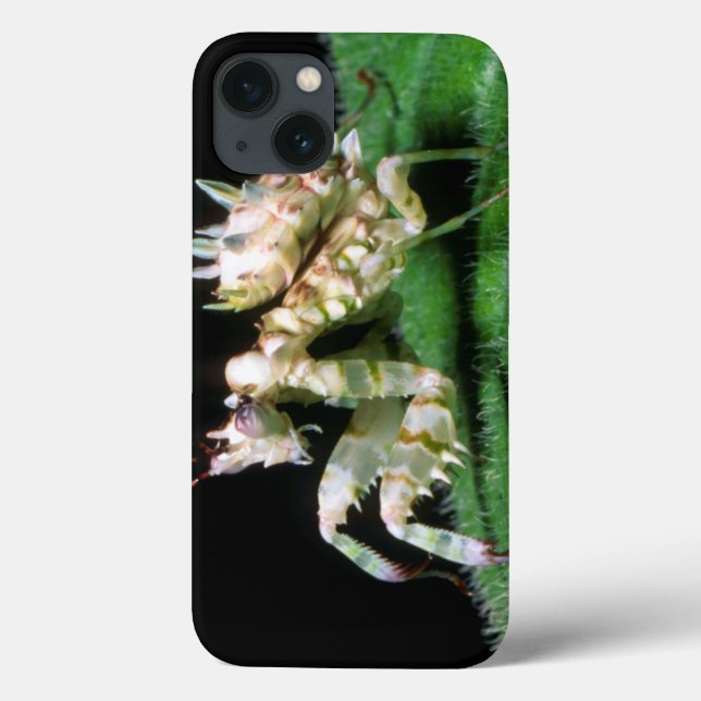 Close-Up Of Hottentot Mantis Case-Mate iPhone Case (Back)