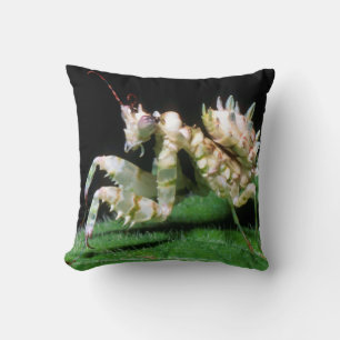 Close-Up Of Hottentot Mantis Cushion