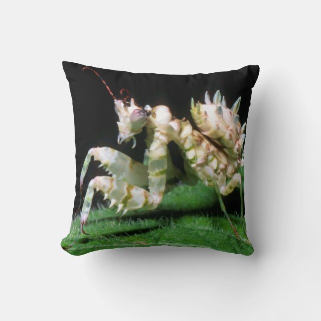 Close-Up Of Hottentot Mantis Cushion (Front)