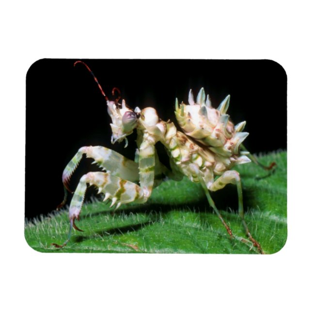Close-Up Of Hottentot Mantis Magnet (Horizontal)