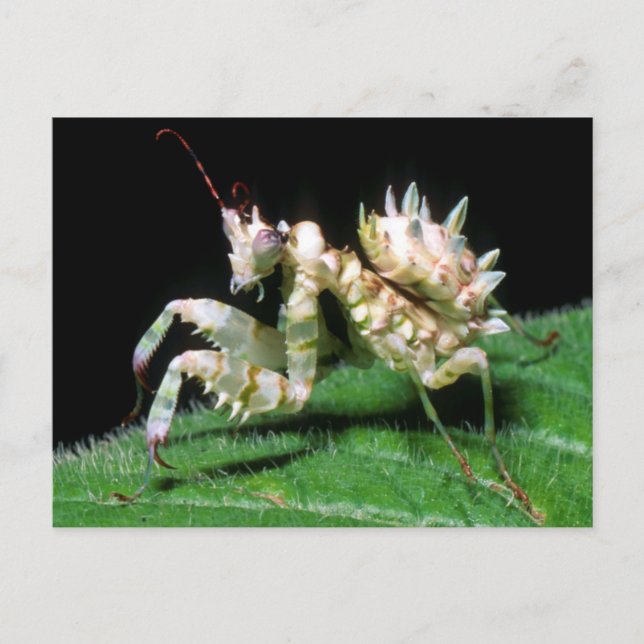 Close-Up Of Hottentot Mantis Postcard (Front)