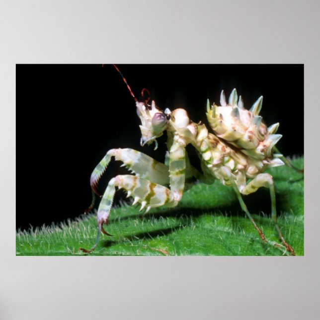 Close-Up Of Hottentot Mantis Poster (Front)