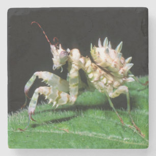 Close-Up Of Hottentot Mantis Stone Coaster
