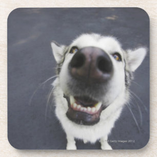 Close-up of husky's nose coaster