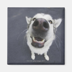 Close-up of husky's nose magnet