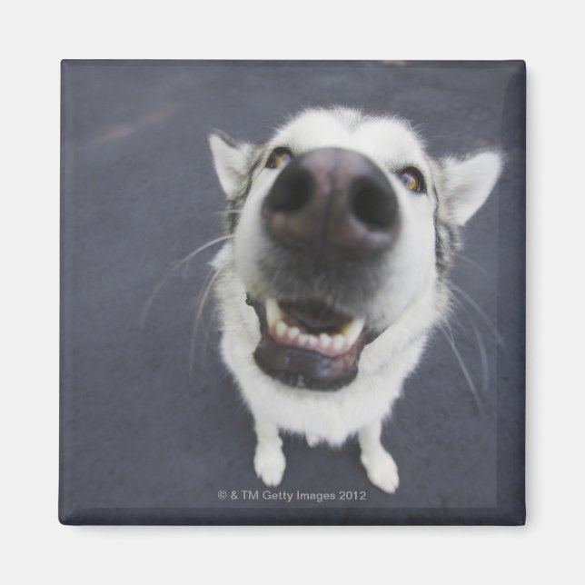Close-up of husky's nose magnet (Front)