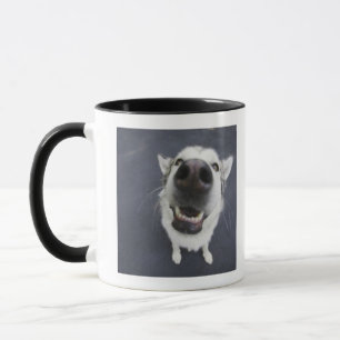 Close-up of husky's nose mug