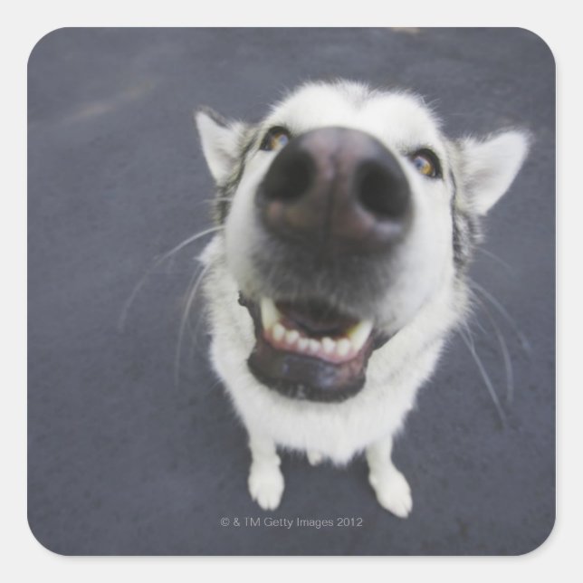 Close-up of husky's nose square sticker (Front)
