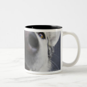 Close-up of husky's nose Two-Tone coffee mug