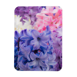 Close-up of Hyacinth plant Magnet