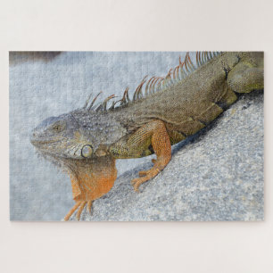Close-up of iguana in Key West Florida Jigsaw Puzzle