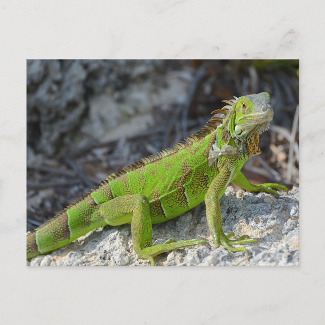 Close-up of iguana in Key West Florida Postcard (Front)