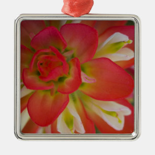 Close-up of Indian Paint Brush near Gay Hill, Metal Ornament