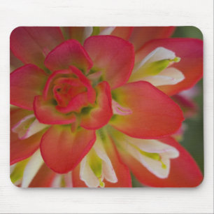Close-up of Indian Paint Brush near Gay Hill, Mouse Pad