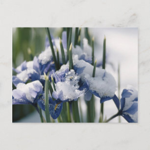 Close-up of Iris Postcard
