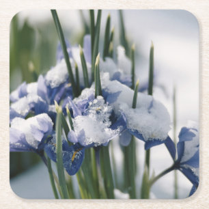 Close-up of Iris Square Paper Coaster