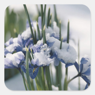Close-up of Iris Square Sticker