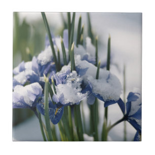 Close-up of Iris Tile