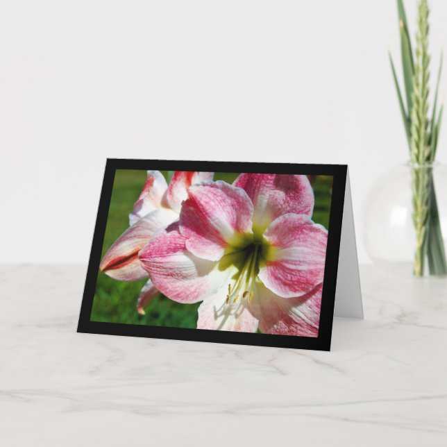 Close up of Jersey lily Card (Front)