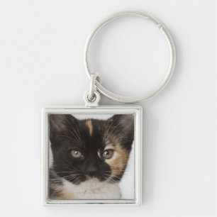 Close up of kitten key ring