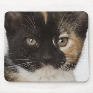 Close up of kitten mouse pad