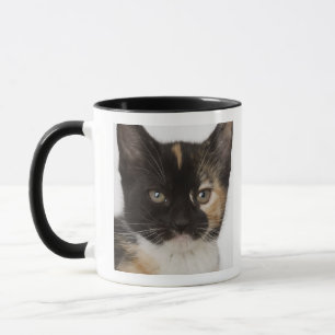 Close up of kitten mug