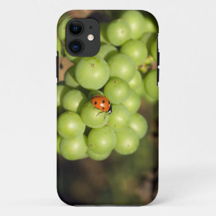 Close up of lady bug on green Pinot Noir grapes iPhone 11 Case