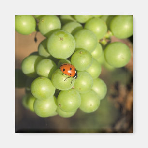 Close up of lady bug on green Pinot Noir grapes Magnet
