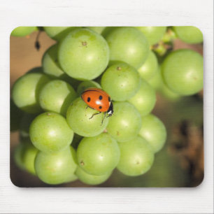 Close up of lady bug on green Pinot Noir grapes Mouse Pad