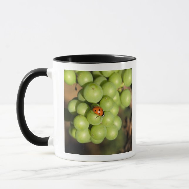 Close up of lady bug on green Pinot Noir grapes Mug (Left)