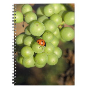 Close up of lady bug on green Pinot Noir grapes Notebook