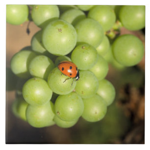 Close up of lady bug on green Pinot Noir grapes Tile