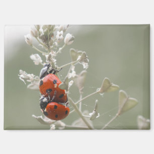 Close-up of ladybirds on plant magnet