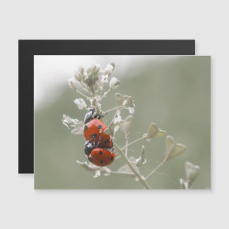 Close-up of ladybirds on plant magnetic invitation