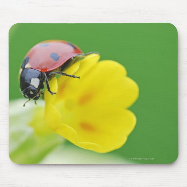 Close-Up of Ladybug Mouse Pad (Front)