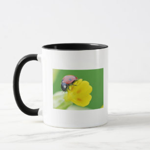 Close-Up of Ladybug Mug