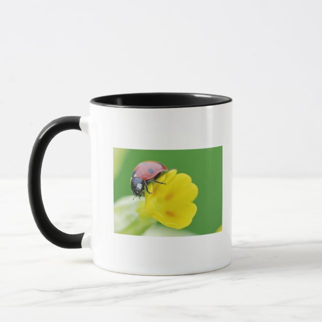 Close-Up of Ladybug Mug (Left)