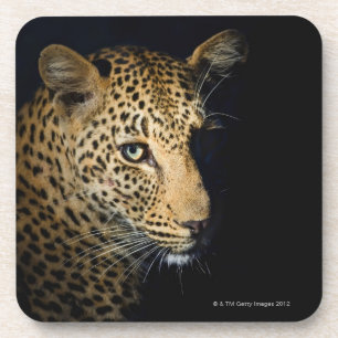 Close up of Leopard, Greater Kruger National Coaster