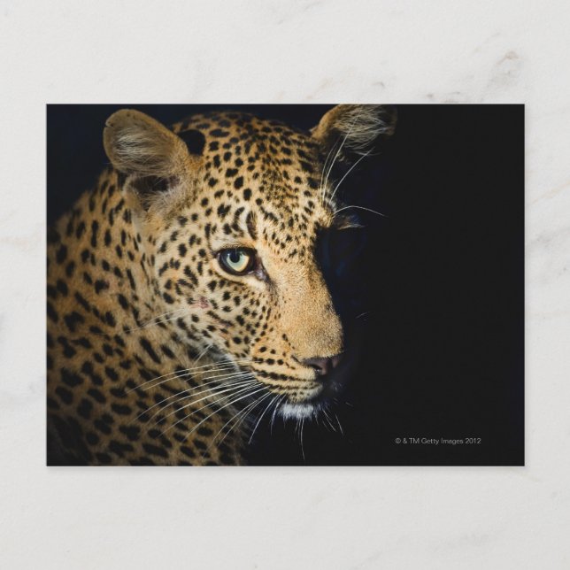 Close up of Leopard, Greater Kruger National Postcard (Front)