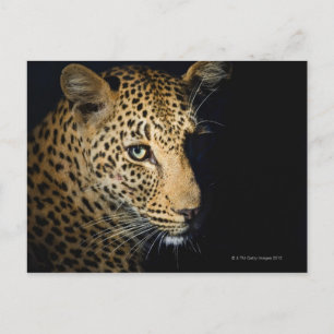 Close up of Leopard, Greater Kruger National Postcard