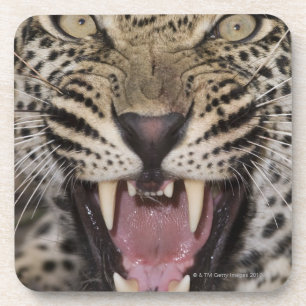 Close up of leopard growling coaster