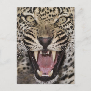 Close up of leopard growling postcard