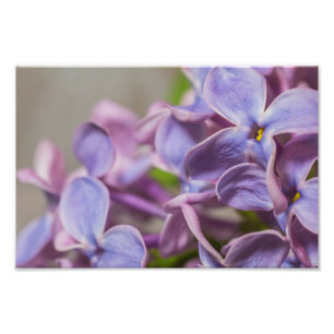 Close Up of Lilac Flower Photography Print