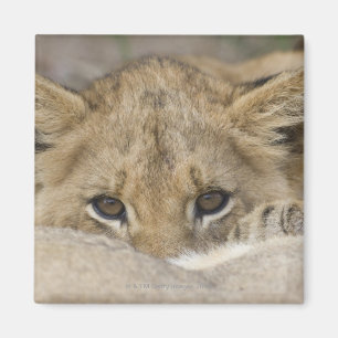 Close up of lion cub's face magnet